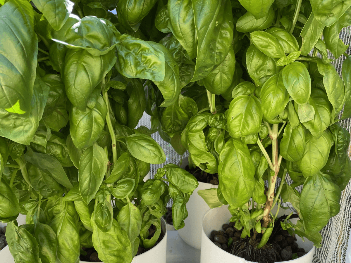 Fresh hydroponic basil thriving in a real grow.