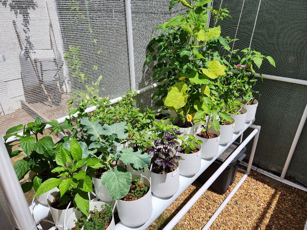 A small greenhouse — potted herbs and vegetables on a shelf, a modest starting grow.