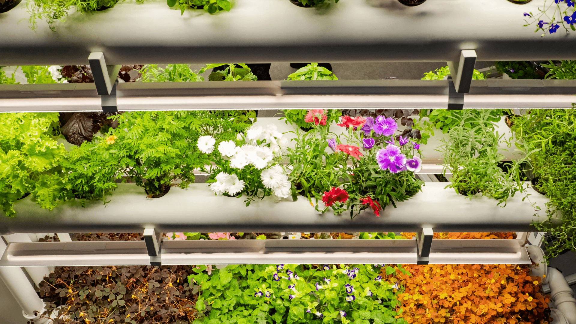 A living hydroponic system — rows of leafy greens and flowers growing under grow lights.