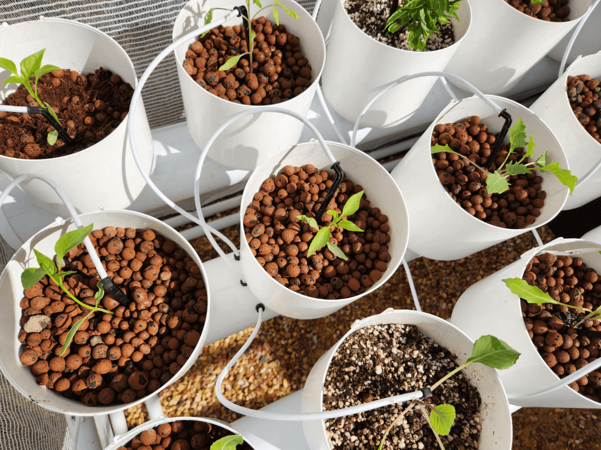 A modest hydroponic grow starting out — young seedlings in clay-pebble pots on drip lines.